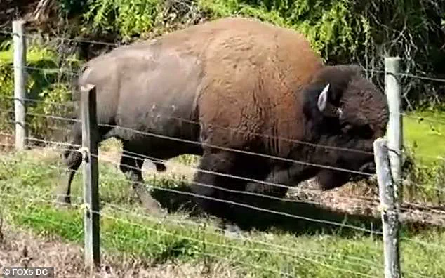 83-Year-Old Maryland Farmer Dick Wildes Attacked by Buffalo Dozer on His Farm After 43 Years with the Animals