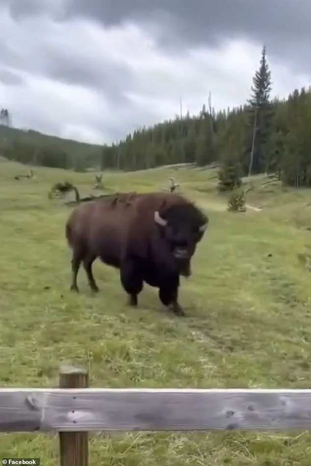 Viral 'Dancing' Bison Video Sparks Concern: Experts Warn of Real Danger in Yellowstone