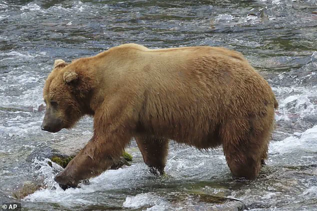As Fat Bear Week Begins, Alaska's Katmai Bears Face Urgent Race for Survival