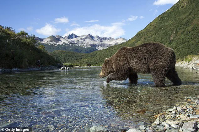 As Fat Bear Week Begins, Alaska's Katmai Bears Face Urgent Race for Survival