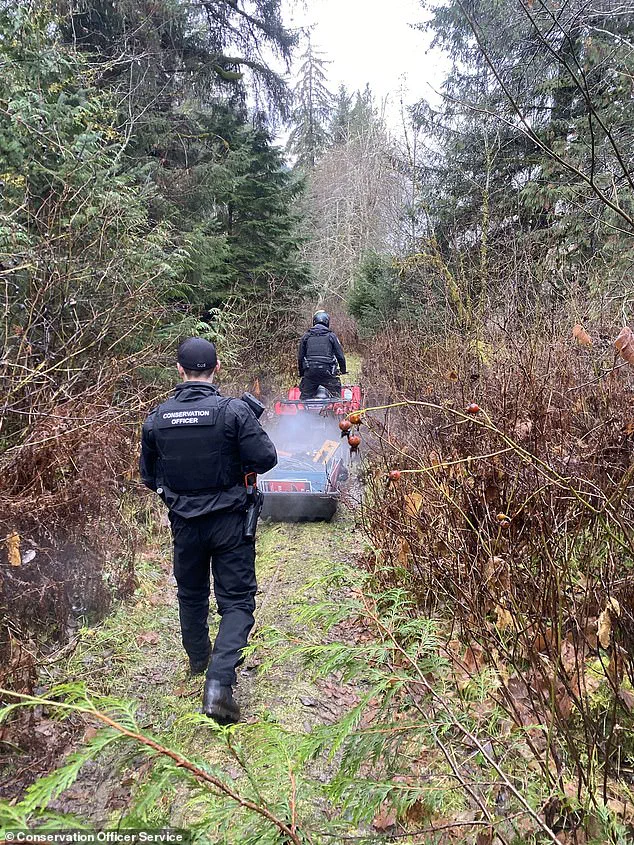 Grizzly Bear Attack in Bella Coola Raises Urgent Questions About Wildlife Safety and Human Coexistence