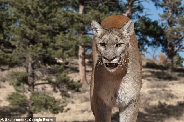 Mountain Lion Attack Claims Life of Colorado Medical Assistant Kristen Marie Kovatch