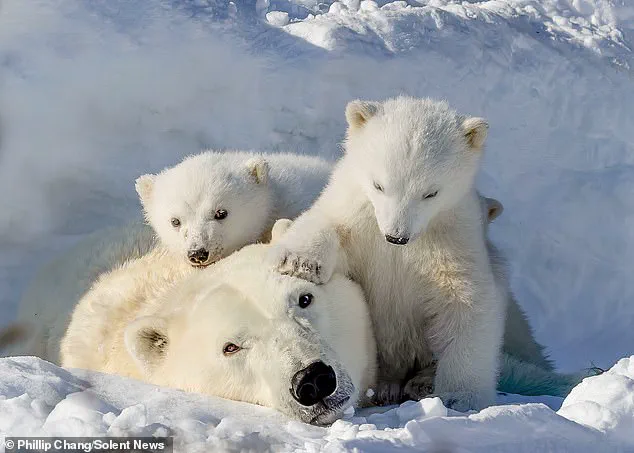 Privileged Access to a Rare Arctic Moment: A Mother Polar Bear's Respite in Churchill