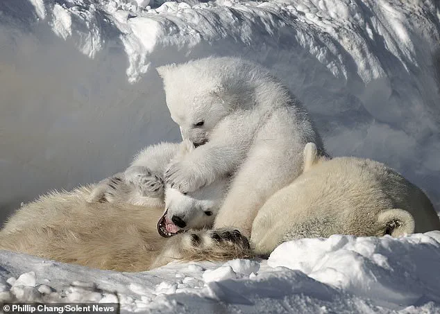 Privileged Access to a Rare Arctic Moment: A Mother Polar Bear's Respite in Churchill