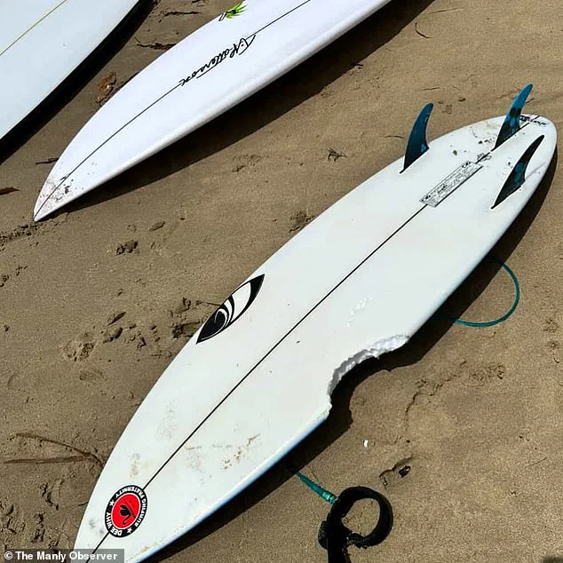 Sydney's Northern Beaches in Lockdown After Three Shark Attacks Fuel Community Fear