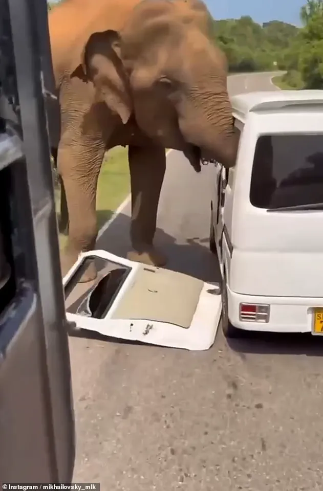 Sri Lanka Elephant Incident Turns Peaceful Safari into Life-Threatening Ordeal