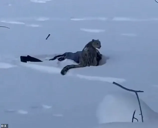 Tourist Injured by Snow Leopard in China's UNESCO Site Sparks Debate Over Human-Wildlife Coexistence