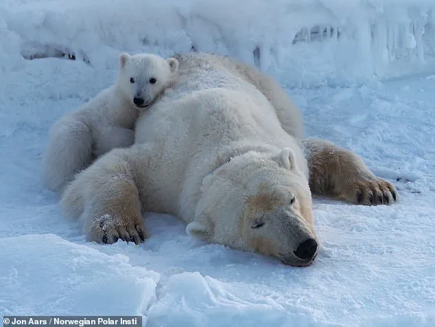 Study Reveals Svalbard Polar Bears Are Growing Plumper Despite Rapid Sea Ice Loss in Arctic Habitat