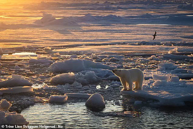 Study Reveals Svalbard Polar Bears Are Growing Plumper Despite Rapid Sea Ice Loss in Arctic Habitat