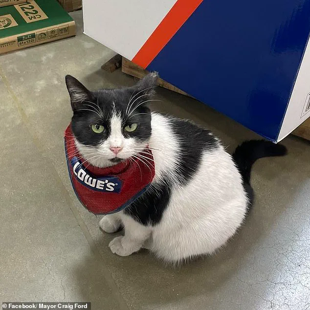 Beloved 'Quality Assurance Cat' Removed from Lowe's Store Amid Community Backlash