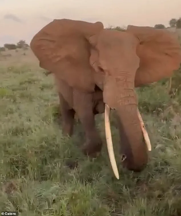 From Tranquility to Terror: British Tourists' Harrowing Encounter with a Charging Elephant in Tanzania
