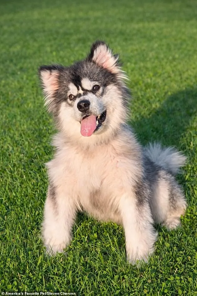 Kronk the Malamute: A Survivor's Story and the Fight Against the Dog Meat Trade