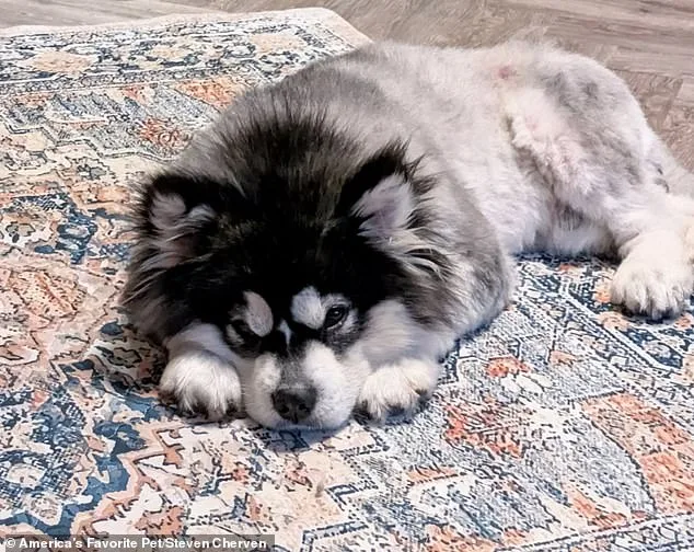 Kronk the Malamute: A Survivor's Story and the Fight Against the Dog Meat Trade