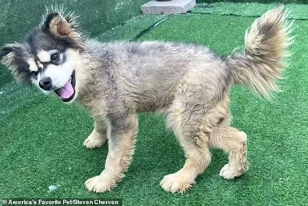 Kronk the Malamute: A Survivor's Story and the Fight Against the Dog Meat Trade