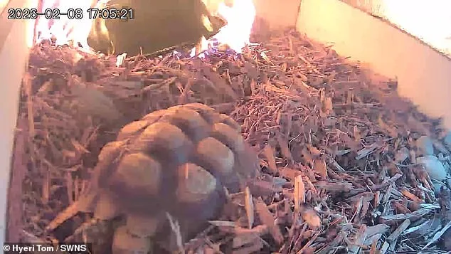 Tortoise's Perilous Escape as Fire Erupts in Enclosure