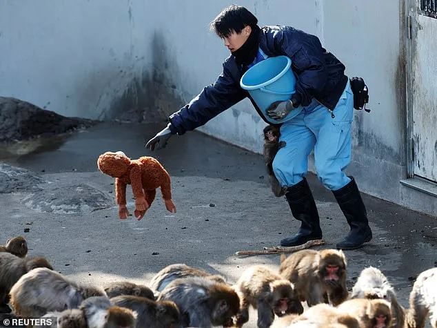 Viral Viral: Abandoned Baby Monkey Becomes Global Celebrity
