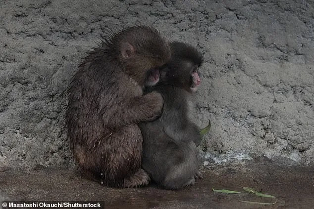 Punch the Macaque Takes Steps Toward Social Integration with Help of Plush Toy