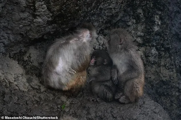 Punch the Macaque Takes Steps Toward Social Integration with Help of Plush Toy