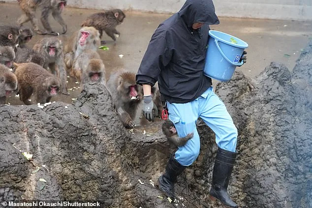 Punch the Macaque Takes Steps Toward Social Integration with Help of Plush Toy