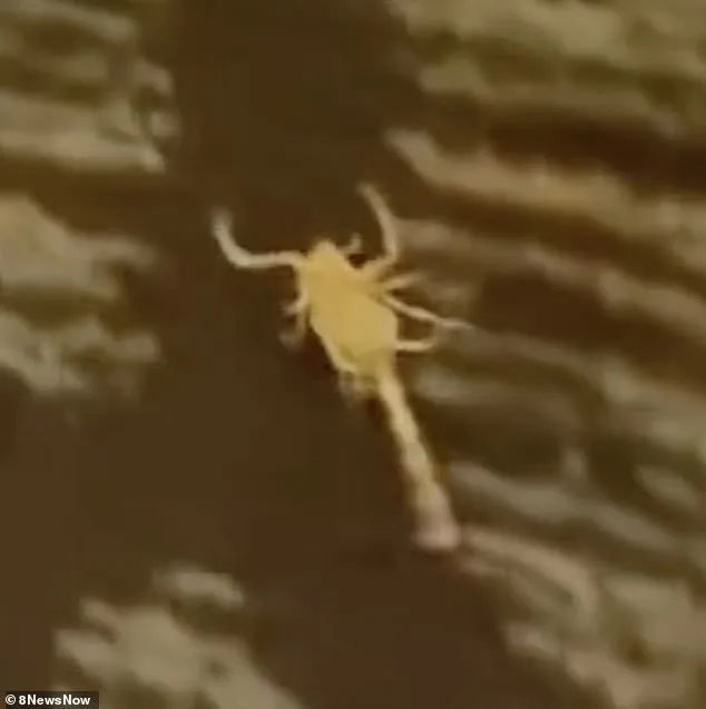 Silver Sevens Hotel Faces Outcry Over Scorpion Stings and Health Risks