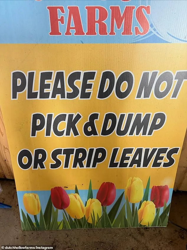 Viral TikTok Surge Tramples Dutch Hollow Farms' Tulips