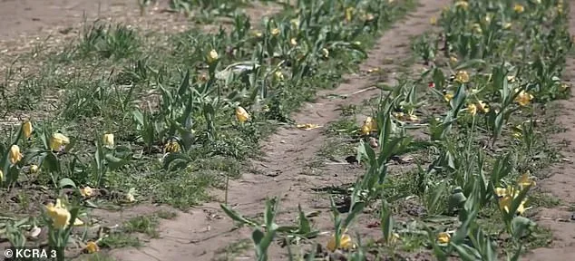 Viral TikTok Surge Tramples Dutch Hollow Farms' Tulips