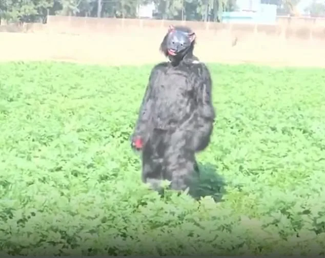 Farmers in India Dress as Bears to Deter Monkeys Raiding Crops