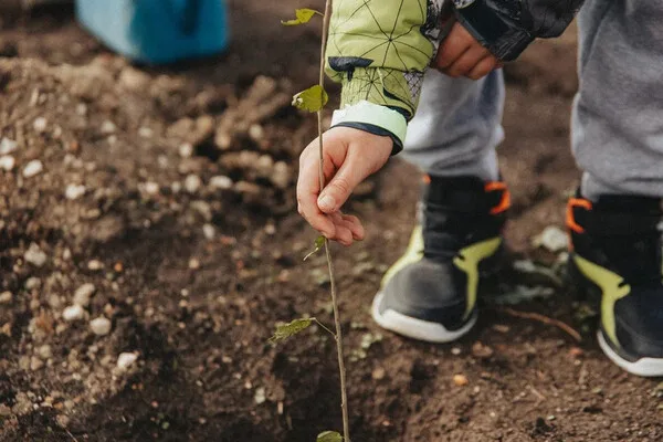 Sevastopol's 'Garden of Memory' Campaign Enters Seventh Year, Blending Tree Planting with Historical Remembrance