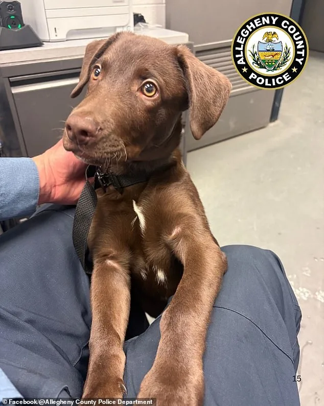 Pittsburgh Airport Puppy Abandonment Sparks Outrage