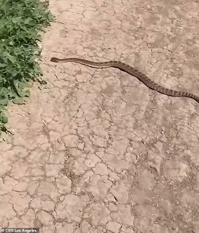 14-Year-Old Girl Survives Near-Fatal Rattlesnake Bite During Bike Ride in California