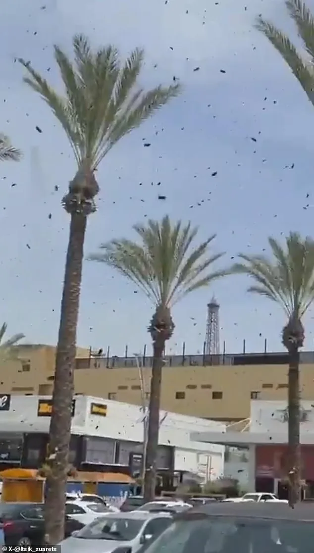 Crows Circle Tel Aviv: Natural Phenomenon or Sign of Doom?