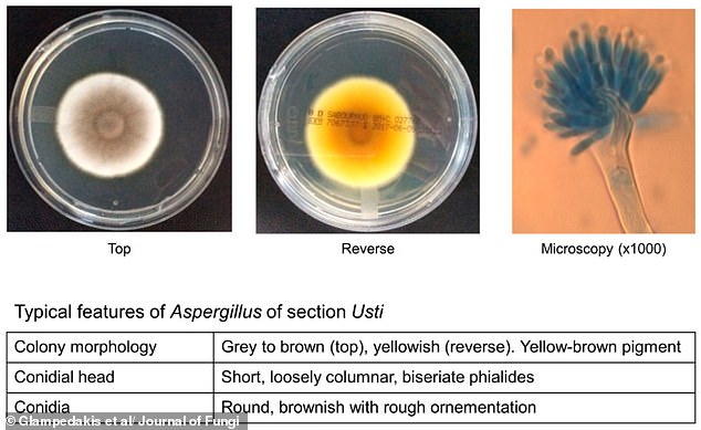 NASA May Need Stronger Sterilization After Finding Mars-Surviving Fungus