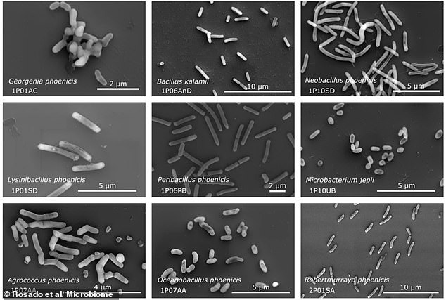 NASA May Need Stronger Sterilization After Finding Mars-Surviving Fungus